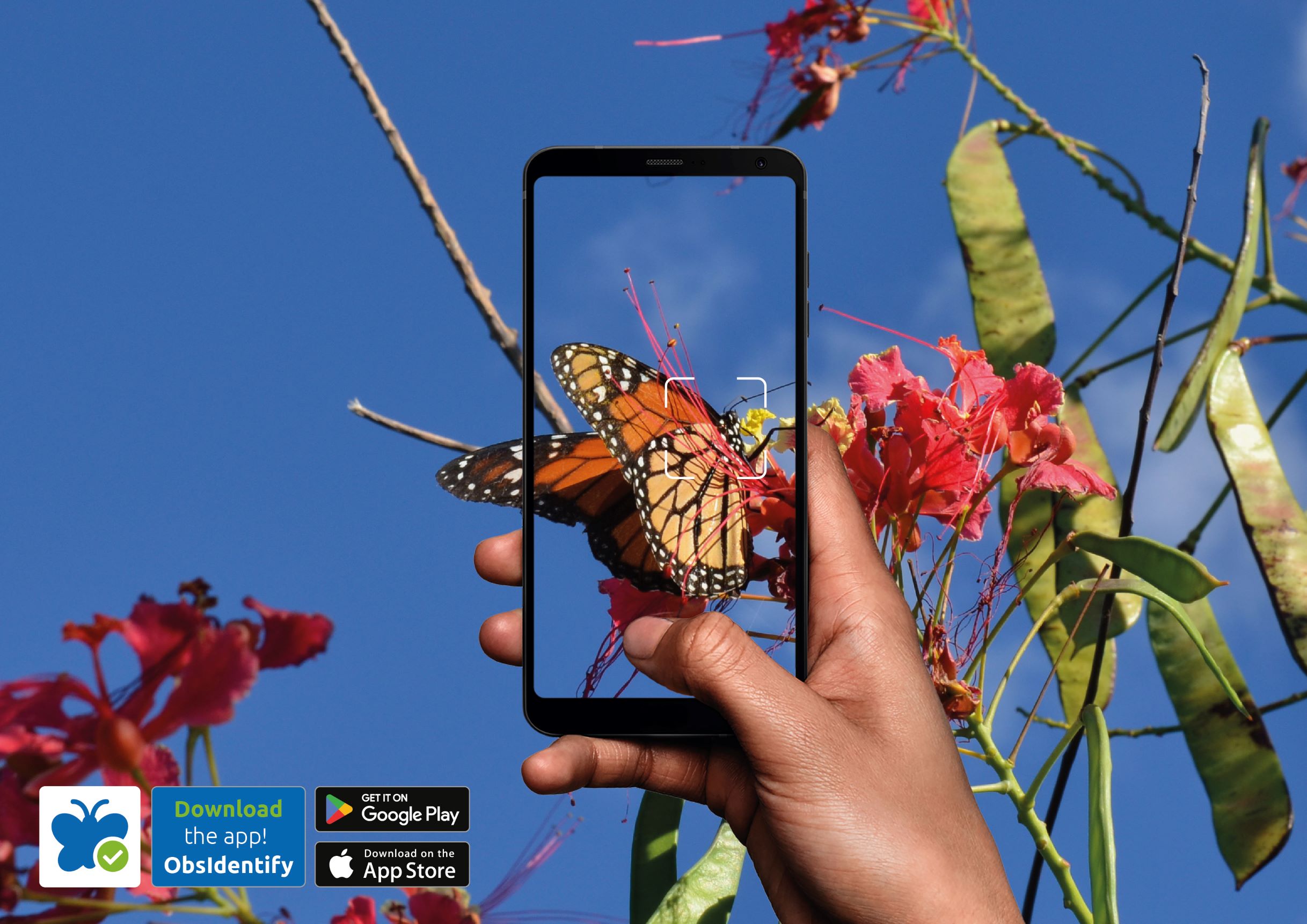 ObsIdentify Header Monarch Butterfly Danaus Plexippus landscape