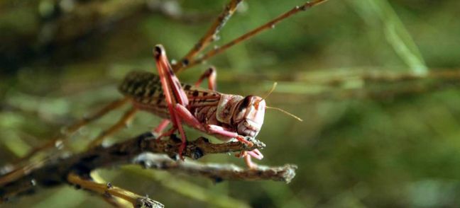 FAO/Giampiero Diana Locusts can devastate crops and pastures.