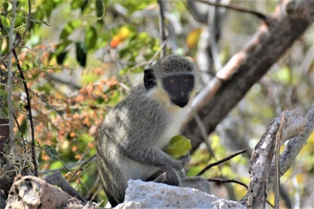 Vervet Monkey (Chlorocebus pygerythrus) at Pointe Blanche, photo credits Kim Frye.