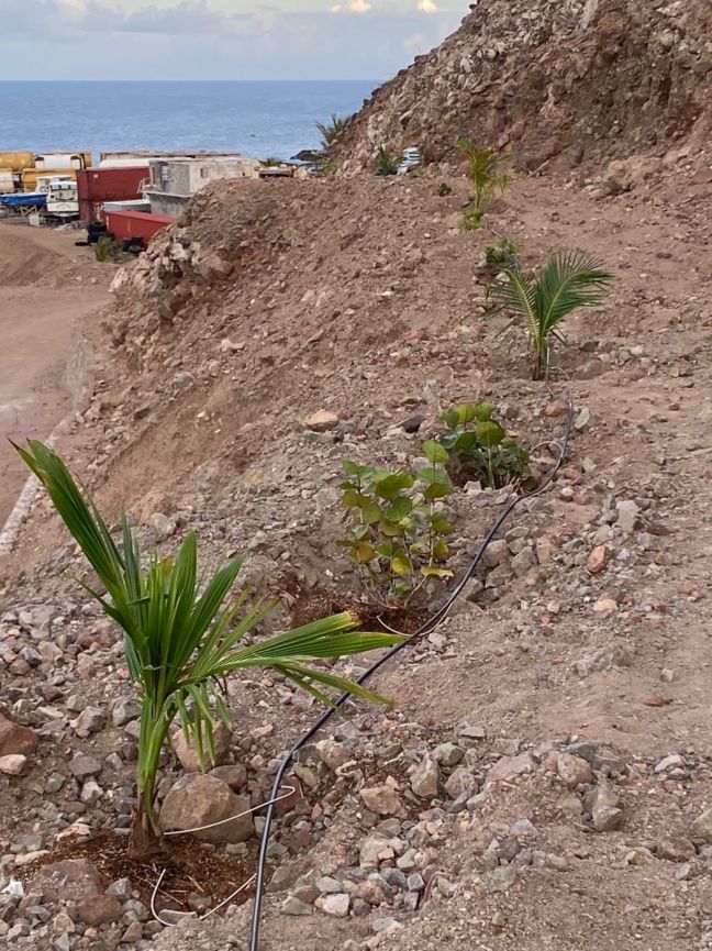 Young coconut and sea grape trees have been planted along the construction road towards the site of the new harbor at Black Rocks.