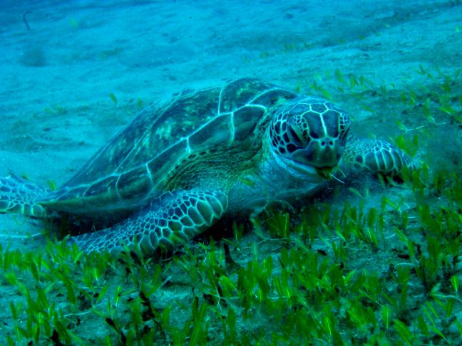 Photo 3-Green turtle feeding on sea grass. Photo credit- Kai Wulf- all rights reserved