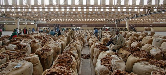 © ILO/Marcel Crozet Processed tobacco is packed in a warehouse in Malawi. (file)