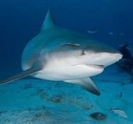 10-foot Bull shark attacks British tourist. Fishermen Mobilized to Capture Shark